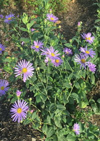 Aster x frikartii 'Moench'